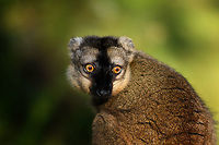 Female common brown lemur - portrait, Andasibe, Madagascar Our last activity in the Andasibe area was to visit Lemur Island, as it was directly situated across our lodge. This concerns an artificial island separated from the main land by means of a canal, which you cross using a canoe.<br />
<br />
It is very much a zoo-like experience where you can get very close to a small set of lemur species. They are so accustomed to people that they will jump on your head and backpack. <br />
<br />
Not a very authentic experience, but I was happy to learn that they made some sustainable changes compared to our visit years earlier. Several of the more sensitive lemur species are now situated at yet another island that you cannot visit, you can only see it in the distance. <br />
https://www.jungledragon.com/image/87036/female_common_brown_lemur_andasibe_madagascar.html<br />
https://www.jungledragon.com/image/87037/female_common_brown_lemur_-_sitting_andasibe_madagascar.html<br />
https://www.jungledragon.com/image/87039/female_common_brown_lemur_-_closeup_andasibe_madagascar.html<br />
 Africa,Andasibe,Common brown lemur,Eulemur fulvus,Geotagged,Lemur Island,Madagascar,Madagascar 2019,Winter,World
