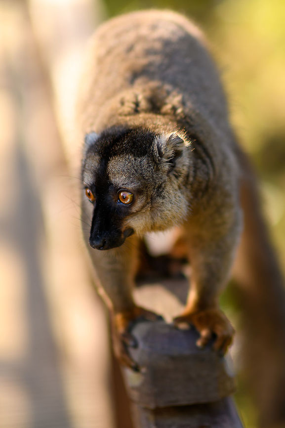 Female common brown lemur - closeup, Andasibe, Madagascar Our last activity in the Andasibe area was to visit Lemur Island, as it was directly situated across our lodge. This concerns an artificial island separated from the main land by means of a canal, which you cross using a canoe.<br />
<br />
It is very much a zoo-like experience where you can get very close to a small set of lemur species. They are so accustomed to people that they will jump on your head and backpack. <br />
<br />
Not a very authentic experience, but I was happy to learn that they made some sustainable changes compared to our visit years earlier. Several of the more sensitive lemur species are now situated at yet another island that you cannot visit, you can only see it in the distance. <br />
<figure class="photo"><a href="https://www.jungledragon.com/image/87036/female_common_brown_lemur_andasibe_madagascar.html" title="Female common brown lemur, Andasibe, Madagascar"><img src="https://s3.amazonaws.com/media.jungledragon.com/images/2/87036_thumb.jpg?AWSAccessKeyId=05GMT0V3GWVNE7GGM1R2&Expires=1759968010&Signature=mnxPHGlPaNPsAszNc5ldQFpWo10%3D" width="102" height="152" alt="Female common brown lemur, Andasibe, Madagascar Our last activity in the Andasibe area was to visit Lemur Island, as it was directly situated across our lodge. This concerns an artificial island separated from the main land by means of a canal, which you cross using a canoe.<br />
<br />
It is very much a zoo-like experience where you can get very close to a small set of lemur species. They are so accustomed to people that they will jump on your head and backpack. <br />
<br />
Not a very authentic experience, but I was happy to learn that they made some sustainable changes compared to our visit years earlier. Several of the more sensitive lemur species are now situated at yet another island that you cannot visit, you can only see it in the distance. <br />
https://www.jungledragon.com/image/87037/female_common_brown_lemur_-_sitting_andasibe_madagascar.html<br />
https://www.jungledragon.com/image/87038/female_common_brown_lemur_-_portrait_andasibe_madagascar.html<br />
https://www.jungledragon.com/image/87039/female_common_brown_lemur_-_closeup_andasibe_madagascar.html<br />
 Africa,Andasibe,Common brown lemur,Eulemur fulvus,Geotagged,Lemur Island,Madagascar,Madagascar 2019,Winter,World" /></a></figure><br />
<figure class="photo"><a href="https://www.jungledragon.com/image/87037/female_common_brown_lemur_-_sitting_andasibe_madagascar.html" title="Female common brown lemur - sitting, Andasibe, Madagascar"><img src="https://s3.amazonaws.com/media.jungledragon.com/images/2/87037_thumb.jpg?AWSAccessKeyId=05GMT0V3GWVNE7GGM1R2&Expires=1759968010&Signature=0FwGM18Db7%2B0Ldx2WR0gBoW9ZFc%3D" width="200" height="134" alt="Female common brown lemur - sitting, Andasibe, Madagascar Our last activity in the Andasibe area was to visit Lemur Island, as it was directly situated across our lodge. This concerns an artificial island separated from the main land by means of a canal, which you cross using a canoe.<br />
<br />
It is very much a zoo-like experience where you can get very close to a small set of lemur species. They are so accustomed to people that they will jump on your head and backpack. <br />
<br />
Not a very authentic experience, but I was happy to learn that they made some sustainable changes compared to our visit years earlier. Several of the more sensitive lemur species are now situated at yet another island that you cannot visit, you can only see it in the distance. <br />
https://www.jungledragon.com/image/87036/female_common_brown_lemur_andasibe_madagascar.html<br />
https://www.jungledragon.com/image/87038/female_common_brown_lemur_-_portrait_andasibe_madagascar.html<br />
https://www.jungledragon.com/image/87039/female_common_brown_lemur_-_closeup_andasibe_madagascar.html<br />
 Africa,Andasibe,Common brown lemur,Eulemur fulvus,Geotagged,Lemur Island,Madagascar,Madagascar 2019,Winter,World" /></a></figure><br />
<figure class="photo"><a href="https://www.jungledragon.com/image/87038/female_common_brown_lemur_-_portrait_andasibe_madagascar.html" title="Female common brown lemur - portrait, Andasibe, Madagascar"><img src="https://s3.amazonaws.com/media.jungledragon.com/images/2/87038_thumb.jpg?AWSAccessKeyId=05GMT0V3GWVNE7GGM1R2&Expires=1759968010&Signature=Hri8nBv1HyfYABWij8KjUacw1d8%3D" width="200" height="134" alt="Female common brown lemur - portrait, Andasibe, Madagascar Our last activity in the Andasibe area was to visit Lemur Island, as it was directly situated across our lodge. This concerns an artificial island separated from the main land by means of a canal, which you cross using a canoe.<br />
<br />
It is very much a zoo-like experience where you can get very close to a small set of lemur species. They are so accustomed to people that they will jump on your head and backpack. <br />
<br />
Not a very authentic experience, but I was happy to learn that they made some sustainable changes compared to our visit years earlier. Several of the more sensitive lemur species are now situated at yet another island that you cannot visit, you can only see it in the distance. <br />
https://www.jungledragon.com/image/87036/female_common_brown_lemur_andasibe_madagascar.html<br />
https://www.jungledragon.com/image/87037/female_common_brown_lemur_-_sitting_andasibe_madagascar.html<br />
https://www.jungledragon.com/image/87039/female_common_brown_lemur_-_closeup_andasibe_madagascar.html<br />
 Africa,Andasibe,Common brown lemur,Eulemur fulvus,Geotagged,Lemur Island,Madagascar,Madagascar 2019,Winter,World" /></a></figure> Africa,Andasibe,Common brown lemur,Eulemur fulvus,Geotagged,Lemur Island,Madagascar,Madagascar 2019,Winter,World