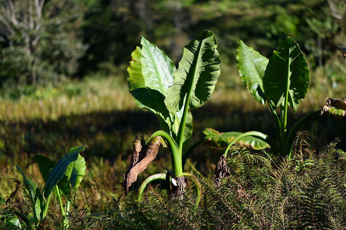 Typhonodorum lindleyanum, Andasibe, Madagascar Sometimes called the &quot;Elephant ear plant&quot; but this term is very ambiguous, used to refer to multiple species and even multiple genuses. This particular species,  Typhonodorum lindleyanum, is endemic to Madagascar, like pretty much anything in Madagascar. Not visible on the photo is that it grows in water. <br />
<figure class="photo"><a href="https://www.jungledragon.com/image/87052/typhonodorum_lindleyanum_-_back_side_andasibe_madagascar.html" title="Typhonodorum lindleyanum - back side, Andasibe, Madagascar"><img src="https://s3.amazonaws.com/media.jungledragon.com/images/2/87052_thumb.jpg?AWSAccessKeyId=05GMT0V3GWVNE7GGM1R2&Expires=1759968010&Signature=rlUhxMPTPnBMJ6qas7NV2aDKydA%3D" width="102" height="152" alt="Typhonodorum lindleyanum - back side, Andasibe, Madagascar Sometimes called the &quot;Elephant ear plant&quot; but this term is very ambiguous, used to refer to multiple species and even multiple genuses. This particular species,  Typhonodorum lindleyanum, is endemic to Madagascar, like pretty much anything in Madagascar. Not visible on the photo is that it grows in water. <br />
https://www.jungledragon.com/image/87051/typhonodorum_lindleyanum_andasibe_madagascar.html<br />
https://www.jungledragon.com/image/87053/typhonodorum_lindleyanum_-_cluster_andasibe_madagascar.html Africa,Andasibe,Geotagged,Lemur Island,Madagascar,Madagascar 2019,Typhonodorum,Typhonodorum lindleyanum,Winter,World" /></a></figure><br />
<figure class="photo"><a href="https://www.jungledragon.com/image/87053/typhonodorum_lindleyanum_-_cluster_andasibe_madagascar.html" title="Typhonodorum lindleyanum - cluster, Andasibe, Madagascar"><img src="https://s3.amazonaws.com/media.jungledragon.com/images/2/87053_thumb.jpg?AWSAccessKeyId=05GMT0V3GWVNE7GGM1R2&Expires=1759968010&Signature=w2a9EDE6IJKLNQ2lPo%2BPNkgVlo4%3D" width="200" height="134" alt="Typhonodorum lindleyanum - cluster, Andasibe, Madagascar Sometimes called the &quot;Elephant ear plant&quot; but this term is very ambiguous, used to refer to multiple species and even multiple genuses. This particular species,  Typhonodorum lindleyanum, is endemic to Madagascar, like pretty much anything in Madagascar. Not visible on the photo is that it grows in water. <br />
https://www.jungledragon.com/image/87051/typhonodorum_lindleyanum_andasibe_madagascar.html<br />
https://www.jungledragon.com/image/87052/typhonodorum_lindleyanum_-_back_side_andasibe_madagascar.html Africa,Andasibe,Geotagged,Lemur Island,Madagascar,Madagascar 2019,Typhonodorum,Typhonodorum lindleyanum,Winter,World" /></a></figure> Africa,Andasibe,Geotagged,Lemur Island,Madagascar,Madagascar 2019,Typhonodorum,Typhonodorum lindleyanum,Winter,World