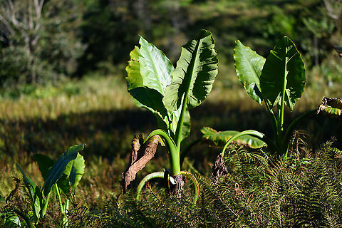 Typhonodorum lindleyanum, Andasibe, Madagascar Sometimes called the "Elephant ear plant" but this term is very ambiguous, used to refer to multiple species and even multiple genuses. This particular species,  Typhonodorum lindleyanum, is endemic to Madagascar, like pretty much anything in Madagascar. Not visible on the photo is that it grows in water. 
https://www.jungledragon.com/image/87052/typhonodorum_lindleyanum_-_back_side_andasibe_madagascar.html
https://www.jungledragon.com/image/87053/typhonodorum_lindleyanum_-_cluster_andasibe_madagascar.html Africa,Andasibe,Geotagged,Lemur Island,Madagascar,Madagascar 2019,Typhonodorum,Typhonodorum lindleyanum,Winter,World
