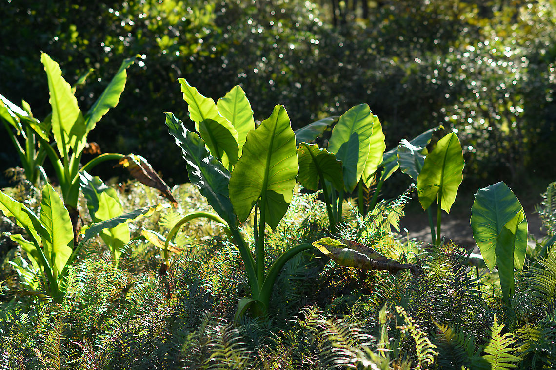 Typhonodorum lindleyanum - cluster, Andasibe, Madagascar Sometimes called the &quot;Elephant ear plant&quot; but this term is very ambiguous, used to refer to multiple species and even multiple genuses. This particular species,  Typhonodorum lindleyanum, is endemic to Madagascar, like pretty much anything in Madagascar. Not visible on the photo is that it grows in water. <br />
<figure class="photo"><a href="https://www.jungledragon.com/image/87051/typhonodorum_lindleyanum_andasibe_madagascar.html" title="Typhonodorum lindleyanum, Andasibe, Madagascar"><img src="https://s3.amazonaws.com/media.jungledragon.com/images/2/87051_thumb.jpg?AWSAccessKeyId=05GMT0V3GWVNE7GGM1R2&Expires=1759968010&Signature=xQIt9rqAxBnOgKjV5cUborydCFc%3D" width="200" height="134" alt="Typhonodorum lindleyanum, Andasibe, Madagascar Sometimes called the &quot;Elephant ear plant&quot; but this term is very ambiguous, used to refer to multiple species and even multiple genuses. This particular species,  Typhonodorum lindleyanum, is endemic to Madagascar, like pretty much anything in Madagascar. Not visible on the photo is that it grows in water. <br />
https://www.jungledragon.com/image/87052/typhonodorum_lindleyanum_-_back_side_andasibe_madagascar.html<br />
https://www.jungledragon.com/image/87053/typhonodorum_lindleyanum_-_cluster_andasibe_madagascar.html Africa,Andasibe,Geotagged,Lemur Island,Madagascar,Madagascar 2019,Typhonodorum,Typhonodorum lindleyanum,Winter,World" /></a></figure><br />
<figure class="photo"><a href="https://www.jungledragon.com/image/87052/typhonodorum_lindleyanum_-_back_side_andasibe_madagascar.html" title="Typhonodorum lindleyanum - back side, Andasibe, Madagascar"><img src="https://s3.amazonaws.com/media.jungledragon.com/images/2/87052_thumb.jpg?AWSAccessKeyId=05GMT0V3GWVNE7GGM1R2&Expires=1759968010&Signature=rlUhxMPTPnBMJ6qas7NV2aDKydA%3D" width="102" height="152" alt="Typhonodorum lindleyanum - back side, Andasibe, Madagascar Sometimes called the &quot;Elephant ear plant&quot; but this term is very ambiguous, used to refer to multiple species and even multiple genuses. This particular species,  Typhonodorum lindleyanum, is endemic to Madagascar, like pretty much anything in Madagascar. Not visible on the photo is that it grows in water. <br />
https://www.jungledragon.com/image/87051/typhonodorum_lindleyanum_andasibe_madagascar.html<br />
https://www.jungledragon.com/image/87053/typhonodorum_lindleyanum_-_cluster_andasibe_madagascar.html Africa,Andasibe,Geotagged,Lemur Island,Madagascar,Madagascar 2019,Typhonodorum,Typhonodorum lindleyanum,Winter,World" /></a></figure> Africa,Andasibe,Geotagged,Lemur Island,Madagascar,Madagascar 2019,Typhonodorum,Typhonodorum lindleyanum,Winter,World