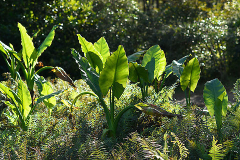 Typhonodorum lindleyanum - cluster, Andasibe, Madagascar Sometimes called the "Elephant ear plant" but this term is very ambiguous, used to refer to multiple species and even multiple genuses. This particular species,  Typhonodorum lindleyanum, is endemic to Madagascar, like pretty much anything in Madagascar. Not visible on the photo is that it grows in water. 
https://www.jungledragon.com/image/87051/typhonodorum_lindleyanum_andasibe_madagascar.html
https://www.jungledragon.com/image/87052/typhonodorum_lindleyanum_-_back_side_andasibe_madagascar.html Africa,Andasibe,Geotagged,Lemur Island,Madagascar,Madagascar 2019,Typhonodorum,Typhonodorum lindleyanum,Winter,World