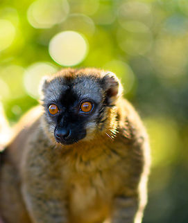 Common brown lemur, Lemur Island, Madagascar A second series of this species found on Lemur Island. This is a rare case where I intentionally planned for golden hour light. Planning and preparation had an unprecedented level of sophistication and detail:

- Me: hey, maybe we can go there one hour later to enjoy some better light?
- Rest: yeah, whatever.

https://www.jungledragon.com/image/87075/common_brown_lemur_-_curious_lemur_island_madagascar.html
https://www.jungledragon.com/image/87076/common_brown_lemur_-_sun_bath_lemur_island_madagascar.html
https://www.jungledragon.com/image/87077/common_brown_lemur_-_pre_jump_lemur_island_madagascar.html Africa,Andasibe,Common brown lemur,Eulemur fulvus,Geotagged,Lemur Island,Madagascar,Madagascar 2019,Winter,World