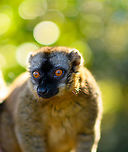 Common brown lemur, Lemur Island, Madagascar A second series of this species found on Lemur Island. This is a rare case where I intentionally planned for golden hour light. Planning and preparation had an unprecedented level of sophistication and detail:<br />
<br />
- Me: hey, maybe we can go there one hour later to enjoy some better light?<br />
- Rest: yeah, whatever.<br />
<br />
https://www.jungledragon.com/image/87075/common_brown_lemur_-_curious_lemur_island_madagascar.html<br />
https://www.jungledragon.com/image/87076/common_brown_lemur_-_sun_bath_lemur_island_madagascar.html<br />
https://www.jungledragon.com/image/87077/common_brown_lemur_-_pre_jump_lemur_island_madagascar.html Africa,Andasibe,Common brown lemur,Eulemur fulvus,Geotagged,Lemur Island,Madagascar,Madagascar 2019,Winter,World