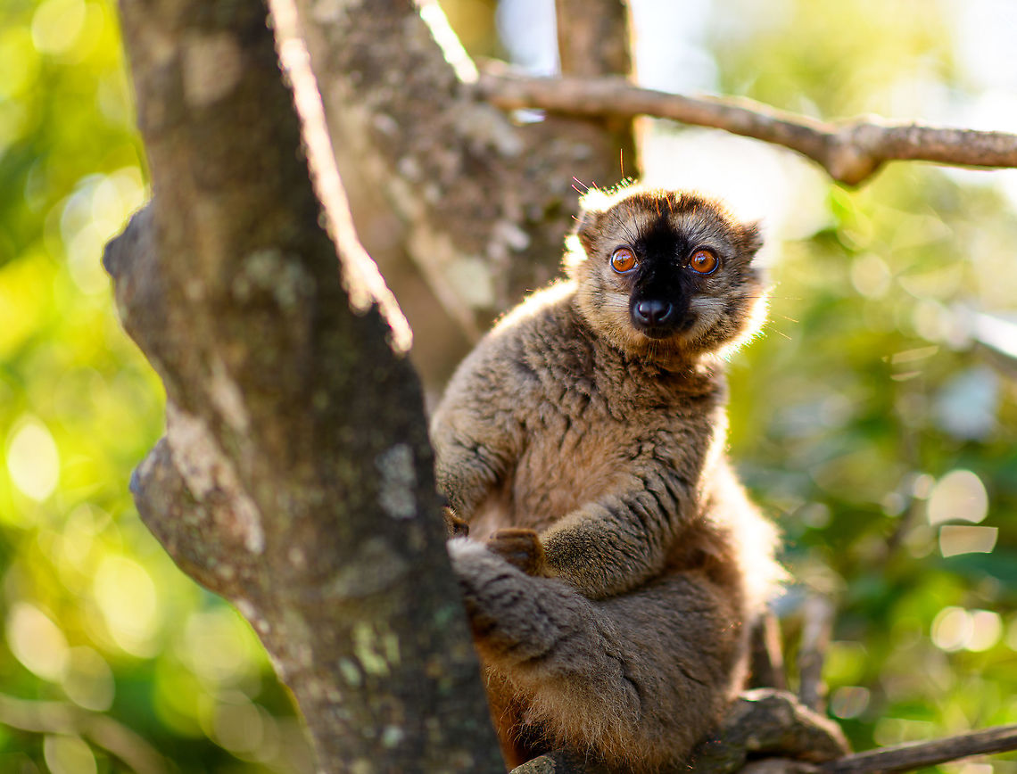 Common brown lemur - curious, Lemur Island, Madagascar A second series of this species found on Lemur Island. This is a rare case where I intentionally planned for golden hour light. Planning and preparation had an unprecedented level of sophistication and detail:<br />
<br />
- Me: hey, maybe we can go there one hour later to enjoy some better light?<br />
- Rest: yeah, whatever.<br />
<br />
<figure class="photo"><a href="https://www.jungledragon.com/image/87074/common_brown_lemur_lemur_island_madagascar.html" title="Common brown lemur, Lemur Island, Madagascar"><img src="https://s3.amazonaws.com/media.jungledragon.com/images/2/87074_thumb.jpg?AWSAccessKeyId=05GMT0V3GWVNE7GGM1R2&Expires=1770854410&Signature=Ha4aSMGgM3f%2FpaN9TQuKoNbkphM%3D" width="128" height="152" alt="Common brown lemur, Lemur Island, Madagascar A second series of this species found on Lemur Island. This is a rare case where I intentionally planned for golden hour light. Planning and preparation had an unprecedented level of sophistication and detail:<br />
<br />
- Me: hey, maybe we can go there one hour later to enjoy some better light?<br />
- Rest: yeah, whatever.<br />
<br />
https://www.jungledragon.com/image/87075/common_brown_lemur_-_curious_lemur_island_madagascar.html<br />
https://www.jungledragon.com/image/87076/common_brown_lemur_-_sun_bath_lemur_island_madagascar.html<br />
https://www.jungledragon.com/image/87077/common_brown_lemur_-_pre_jump_lemur_island_madagascar.html Africa,Andasibe,Common brown lemur,Eulemur fulvus,Geotagged,Lemur Island,Madagascar,Madagascar 2019,Winter,World" /></a></figure><br />
<figure class="photo"><a href="https://www.jungledragon.com/image/87076/common_brown_lemur_-_sun_bath_lemur_island_madagascar.html" title="Common brown lemur - sun bath, Lemur Island, Madagascar"><img src="https://s3.amazonaws.com/media.jungledragon.com/images/2/87076_thumb.jpg?AWSAccessKeyId=05GMT0V3GWVNE7GGM1R2&Expires=1770854410&Signature=6U8ajZGTiSBtMNK%2BjfJqf4eI70I%3D" width="200" height="134" alt="Common brown lemur - sun bath, Lemur Island, Madagascar A second series of this species found on Lemur Island. This is a rare case where I intentionally planned for golden hour light. Planning and preparation had an unprecedented level of sophistication and detail:<br />
<br />
- Me: hey, maybe we can go there one hour later to enjoy some better light?<br />
- Rest: yeah, whatever.<br />
<br />
https://www.jungledragon.com/image/87074/common_brown_lemur_lemur_island_madagascar.html<br />
https://www.jungledragon.com/image/87075/common_brown_lemur_-_curious_lemur_island_madagascar.html<br />
https://www.jungledragon.com/image/87077/common_brown_lemur_-_pre_jump_lemur_island_madagascar.html Africa,Andasibe,Common brown lemur,Eulemur fulvus,Geotagged,Lemur Island,Madagascar,Madagascar 2019,Winter,World" /></a></figure><br />
<figure class="photo"><a href="https://www.jungledragon.com/image/87077/common_brown_lemur_-_pre_jump_lemur_island_madagascar.html" title="Common brown lemur - pre jump, Lemur Island, Madagascar"><img src="https://s3.amazonaws.com/media.jungledragon.com/images/2/87077_thumb.jpg?AWSAccessKeyId=05GMT0V3GWVNE7GGM1R2&Expires=1770854410&Signature=r%2FXEdt8AjoLEKDMChRDA3%2BoRrng%3D" width="200" height="114" alt="Common brown lemur - pre jump, Lemur Island, Madagascar A second series of this species found on Lemur Island. This is a rare case where I intentionally planned for golden hour light. Planning and preparation had an unprecedented level of sophistication and detail:<br />
<br />
- Me: hey, maybe we can go there one hour later to enjoy some better light?<br />
- Rest: yeah, whatever.<br />
<br />
https://www.jungledragon.com/image/87074/common_brown_lemur_lemur_island_madagascar.html<br />
https://www.jungledragon.com/image/87075/common_brown_lemur_-_curious_lemur_island_madagascar.html<br />
https://www.jungledragon.com/image/87076/common_brown_lemur_-_sun_bath_lemur_island_madagascar.html Africa,Andasibe,Common brown lemur,Eulemur fulvus,Geotagged,Lemur Island,Madagascar,Madagascar 2019,Winter,World" /></a></figure> Africa,Andasibe,Common brown lemur,Eulemur fulvus,Geotagged,Lemur Island,Madagascar,Madagascar 2019,Winter,World