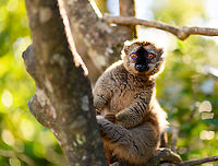 Common brown lemur - curious, Lemur Island, Madagascar A second series of this species found on Lemur Island. This is a rare case where I intentionally planned for golden hour light. Planning and preparation had an unprecedented level of sophistication and detail:<br />
<br />
- Me: hey, maybe we can go there one hour later to enjoy some better light?<br />
- Rest: yeah, whatever.<br />
<br />
https://www.jungledragon.com/image/87074/common_brown_lemur_lemur_island_madagascar.html<br />
https://www.jungledragon.com/image/87076/common_brown_lemur_-_sun_bath_lemur_island_madagascar.html<br />
https://www.jungledragon.com/image/87077/common_brown_lemur_-_pre_jump_lemur_island_madagascar.html Africa,Andasibe,Common brown lemur,Eulemur fulvus,Geotagged,Lemur Island,Madagascar,Madagascar 2019,Winter,World