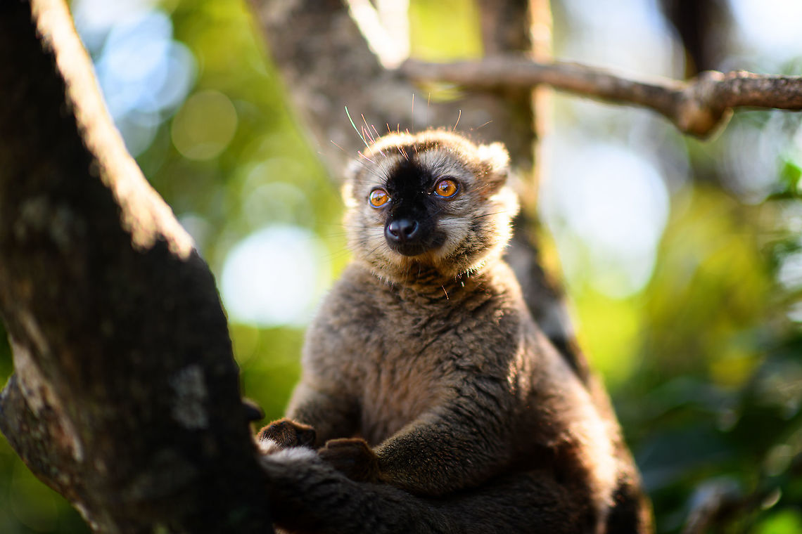 Common brown lemur - sun bath, Lemur Island, Madagascar A second series of this species found on Lemur Island. This is a rare case where I intentionally planned for golden hour light. Planning and preparation had an unprecedented level of sophistication and detail:<br />
<br />
- Me: hey, maybe we can go there one hour later to enjoy some better light?<br />
- Rest: yeah, whatever.<br />
<br />
<figure class="photo"><a href="https://www.jungledragon.com/image/87074/common_brown_lemur_lemur_island_madagascar.html" title="Common brown lemur, Lemur Island, Madagascar"><img src="https://s3.amazonaws.com/media.jungledragon.com/images/2/87074_thumb.jpg?AWSAccessKeyId=05GMT0V3GWVNE7GGM1R2&Expires=1759968010&Signature=tGxtqcCmTOxknm7lLfJ8rXVVGm4%3D" width="128" height="152" alt="Common brown lemur, Lemur Island, Madagascar A second series of this species found on Lemur Island. This is a rare case where I intentionally planned for golden hour light. Planning and preparation had an unprecedented level of sophistication and detail:<br />
<br />
- Me: hey, maybe we can go there one hour later to enjoy some better light?<br />
- Rest: yeah, whatever.<br />
<br />
https://www.jungledragon.com/image/87075/common_brown_lemur_-_curious_lemur_island_madagascar.html<br />
https://www.jungledragon.com/image/87076/common_brown_lemur_-_sun_bath_lemur_island_madagascar.html<br />
https://www.jungledragon.com/image/87077/common_brown_lemur_-_pre_jump_lemur_island_madagascar.html Africa,Andasibe,Common brown lemur,Eulemur fulvus,Geotagged,Lemur Island,Madagascar,Madagascar 2019,Winter,World" /></a></figure><br />
<figure class="photo"><a href="https://www.jungledragon.com/image/87075/common_brown_lemur_-_curious_lemur_island_madagascar.html" title="Common brown lemur - curious, Lemur Island, Madagascar"><img src="https://s3.amazonaws.com/media.jungledragon.com/images/2/87075_thumb.jpg?AWSAccessKeyId=05GMT0V3GWVNE7GGM1R2&Expires=1759968010&Signature=QEAoW4I2KiFTpVtDGTrP2FmrZ7c%3D" width="200" height="154" alt="Common brown lemur - curious, Lemur Island, Madagascar A second series of this species found on Lemur Island. This is a rare case where I intentionally planned for golden hour light. Planning and preparation had an unprecedented level of sophistication and detail:<br />
<br />
- Me: hey, maybe we can go there one hour later to enjoy some better light?<br />
- Rest: yeah, whatever.<br />
<br />
https://www.jungledragon.com/image/87074/common_brown_lemur_lemur_island_madagascar.html<br />
https://www.jungledragon.com/image/87076/common_brown_lemur_-_sun_bath_lemur_island_madagascar.html<br />
https://www.jungledragon.com/image/87077/common_brown_lemur_-_pre_jump_lemur_island_madagascar.html Africa,Andasibe,Common brown lemur,Eulemur fulvus,Geotagged,Lemur Island,Madagascar,Madagascar 2019,Winter,World" /></a></figure><br />
<figure class="photo"><a href="https://www.jungledragon.com/image/87077/common_brown_lemur_-_pre_jump_lemur_island_madagascar.html" title="Common brown lemur - pre jump, Lemur Island, Madagascar"><img src="https://s3.amazonaws.com/media.jungledragon.com/images/2/87077_thumb.jpg?AWSAccessKeyId=05GMT0V3GWVNE7GGM1R2&Expires=1759968010&Signature=DsvhOoDiNO7gbUxZen9ohw%2FG6LU%3D" width="200" height="114" alt="Common brown lemur - pre jump, Lemur Island, Madagascar A second series of this species found on Lemur Island. This is a rare case where I intentionally planned for golden hour light. Planning and preparation had an unprecedented level of sophistication and detail:<br />
<br />
- Me: hey, maybe we can go there one hour later to enjoy some better light?<br />
- Rest: yeah, whatever.<br />
<br />
https://www.jungledragon.com/image/87074/common_brown_lemur_lemur_island_madagascar.html<br />
https://www.jungledragon.com/image/87075/common_brown_lemur_-_curious_lemur_island_madagascar.html<br />
https://www.jungledragon.com/image/87076/common_brown_lemur_-_sun_bath_lemur_island_madagascar.html Africa,Andasibe,Common brown lemur,Eulemur fulvus,Geotagged,Lemur Island,Madagascar,Madagascar 2019,Winter,World" /></a></figure> Africa,Andasibe,Common brown lemur,Eulemur fulvus,Geotagged,Lemur Island,Madagascar,Madagascar 2019,Winter,World