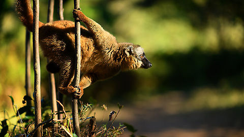 Common brown lemur - pre jump, Lemur Island, Madagascar A second series of this species found on Lemur Island. This is a rare case where I intentionally planned for golden hour light. Planning and preparation had an unprecedented level of sophistication and detail:

- Me: hey, maybe we can go there one hour later to enjoy some better light?
- Rest: yeah, whatever.

https://www.jungledragon.com/image/87074/common_brown_lemur_lemur_island_madagascar.html
https://www.jungledragon.com/image/87075/common_brown_lemur_-_curious_lemur_island_madagascar.html
https://www.jungledragon.com/image/87076/common_brown_lemur_-_sun_bath_lemur_island_madagascar.html Africa,Andasibe,Common brown lemur,Eulemur fulvus,Geotagged,Lemur Island,Madagascar,Madagascar 2019,Winter,World