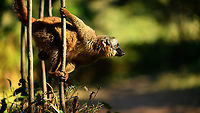 Common brown lemur - pre jump, Lemur Island, Madagascar A second series of this species found on Lemur Island. This is a rare case where I intentionally planned for golden hour light. Planning and preparation had an unprecedented level of sophistication and detail:<br />
<br />
- Me: hey, maybe we can go there one hour later to enjoy some better light?<br />
- Rest: yeah, whatever.<br />
<br />
https://www.jungledragon.com/image/87074/common_brown_lemur_lemur_island_madagascar.html<br />
https://www.jungledragon.com/image/87075/common_brown_lemur_-_curious_lemur_island_madagascar.html<br />
https://www.jungledragon.com/image/87076/common_brown_lemur_-_sun_bath_lemur_island_madagascar.html Africa,Andasibe,Common brown lemur,Eulemur fulvus,Geotagged,Lemur Island,Madagascar,Madagascar 2019,Winter,World