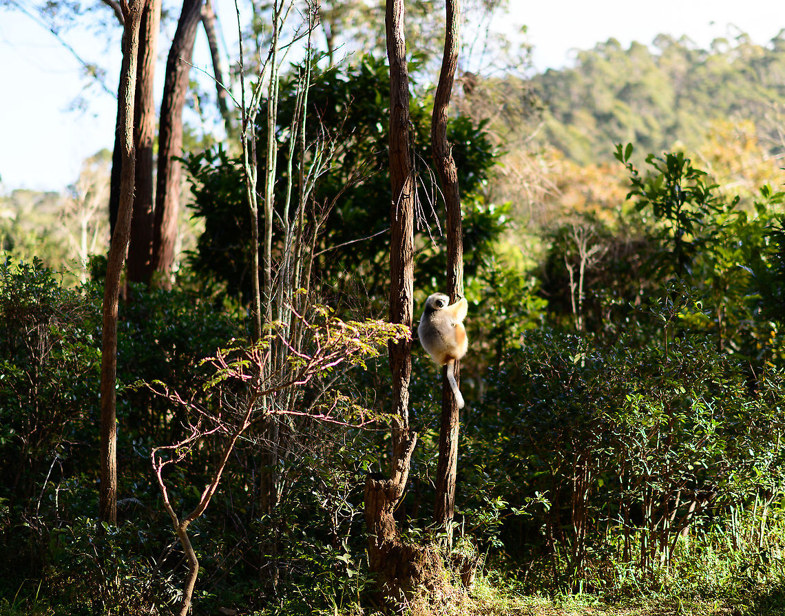 Diademed sifaka, Lemur Island, Andasibe, Madagascar Captive. A remote view of a Diademed sifaka on lemur island. Compared to our last visit years earlier, they have moved some of the more sensitive species to a secondary island.  Africa,Andasibe,Diademed sifaka,Geotagged,Lemur Island,Madagascar,Madagascar 2019,Propithecus diadema,Winter,World