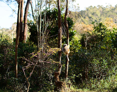 Diademed sifaka, Lemur Island, Andasibe, Madagascar Captive. A remote view of a Diademed sifaka on lemur island. Compared to our last visit years earlier, they have moved some of the more sensitive species to a secondary island.  Africa,Andasibe,Diademed sifaka,Geotagged,Lemur Island,Madagascar,Madagascar 2019,Propithecus diadema,Winter,World