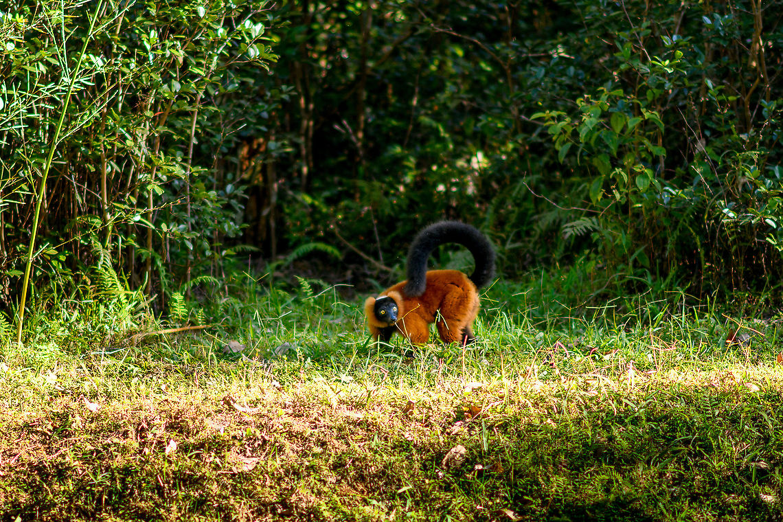 Red ruffed lemur, Andasibe, Madagascar Captive. Found on the secondary island of Lemur Island in Andasibe. In my opinion, the most attractive of lemurs. Their natural range is restricted to a single site and forest: Masoala. A few years earlier we had the privilege of seeing them in the wild:<br />
<figure class="photo"><a href="https://www.jungledragon.com/image/34296/red-ruffed_lemur_masoala_madagascar.html" title="Red-ruffed Lemur, Masoala, Madagascar"><img src="https://s3.amazonaws.com/media.jungledragon.com/images/2/34296_thumb.jpg?AWSAccessKeyId=05GMT0V3GWVNE7GGM1R2&Expires=1767225610&Signature=HlfHz%2FRcojEtkWn9v%2FQimFDiGNM%3D" width="200" height="150" alt="Red-ruffed Lemur, Masoala, Madagascar Our first meeting with a Red-ruffed Lemur in Masoala, which is the only wild place left on the planet where they occur. Experienced guides know how to find them based on the types of trees they like. <br />
<br />
Photographing them is a challenge though due to the conditions: high canopy, lots of back light, overall dark and very dense forest.  Africa,Geotagged,Madagascar,Madagascar North,Masoala,Red ruffed lemur,Spring,Varecia rubra,World" /></a></figure><br />
<figure class="photo"><a href="https://www.jungledragon.com/image/34613/curious_red-ruffed_lemur_masoala_np_madagascar.html" title="Curious Red-ruffed Lemur, Masoala NP, Madagascar"><img src="https://s3.amazonaws.com/media.jungledragon.com/images/2/34613_thumb.jpg?AWSAccessKeyId=05GMT0V3GWVNE7GGM1R2&Expires=1767225610&Signature=B3l%2FAEpocgfXaO3DhPV1LqPkojg%3D" width="108" height="152" alt="Curious Red-ruffed Lemur, Masoala NP, Madagascar  Africa,Geotagged,Madagascar,Madagascar North,Masoala,Red ruffed lemur,Spring,Varecia rubra,World" /></a></figure> Africa,Andasibe,Geotagged,Lemur Island,Madagascar,Madagascar 2019,Red ruffed lemur,Varecia rubra,Winter,World
