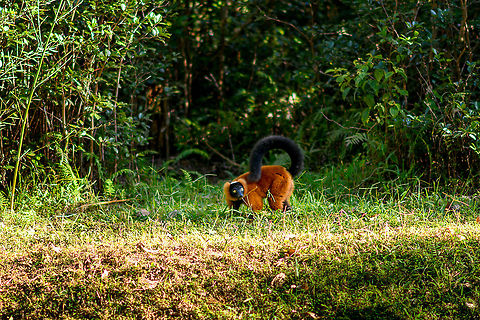 Red ruffed lemur, Andasibe, Madagascar Captive. Found on the secondary island of Lemur Island in Andasibe. In my opinion, the most attractive of lemurs. Their natural range is restricted to a single site and forest: Masoala. A few years earlier we had the privilege of seeing them in the wild:
https://www.jungledragon.com/image/34296/red-ruffed_lemur_masoala_madagascar.html
https://www.jungledragon.com/image/34613/curious_red-ruffed_lemur_masoala_np_madagascar.html Africa,Andasibe,Geotagged,Lemur Island,Madagascar,Madagascar 2019,Red ruffed lemur,Varecia rubra,Winter,World