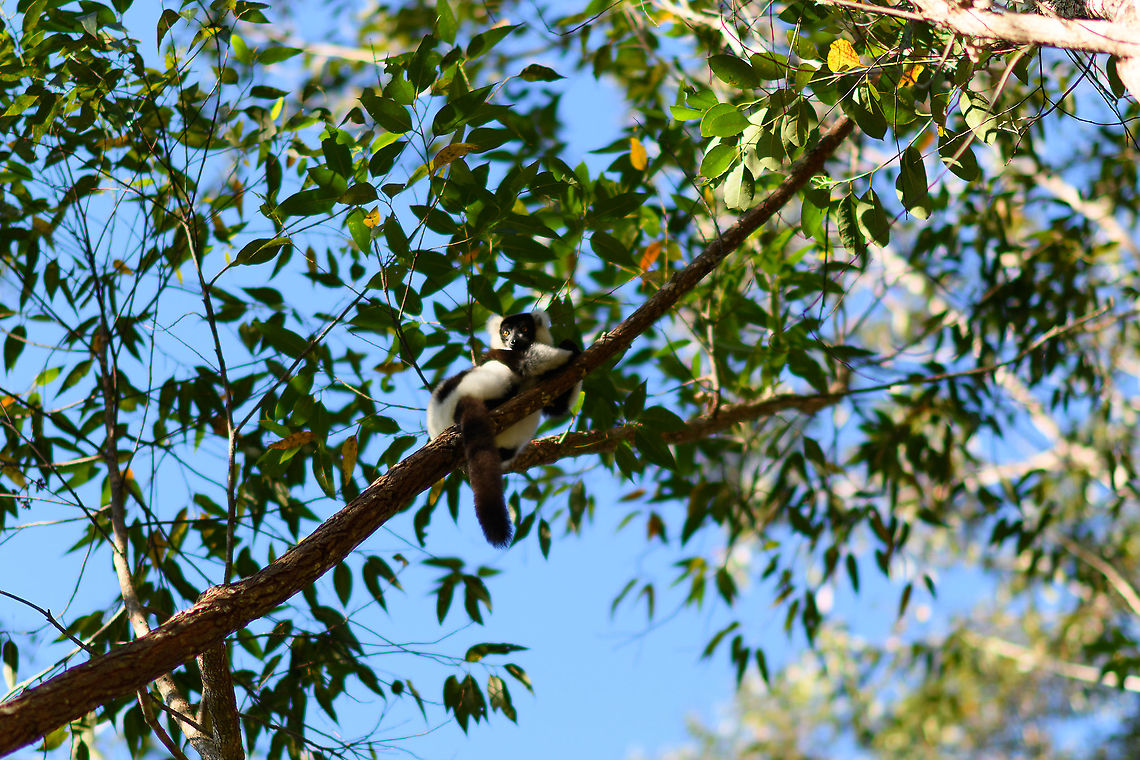 Black-and-white ruffed lemur, Andasibe, Madagascar Captive. Found at Lemur Island and countless other zoos throughout the world. Very rare in the wild. A personal highlight from years earlier was to find the Northern sub species:<br />
<figure class="photo"><a href="https://www.jungledragon.com/image/33539/territorial_northern_black-and-white_ruffed_lemur_nosy_mangabe_-_front_view_madagascar.html" title="Territorial Northern black-and-white ruffed lemur, Nosy Mangabe - front view, Madagascar"><img src="https://s3.amazonaws.com/media.jungledragon.com/images/2/33539_thumb.jpg?AWSAccessKeyId=05GMT0V3GWVNE7GGM1R2&Expires=1759968010&Signature=d2Qk%2BrkKB6KNf67xTmhZrpxl2QM%3D" width="200" height="180" alt="Territorial Northern black-and-white ruffed lemur, Nosy Mangabe - front view, Madagascar We&#039;ve been observing these peaceful, endangered lemurs on the island of Nosy Mangabe for 20 minutes or so. We had some photos, they were in a state of rest, so we were packing up to move on. Then, like the flip of a switch they go into absolute panic mode. Violent screams, trees shaking, truly aggressive behavior.<br />
<br />
As it turns out, completely out of our sight they detected a rival group, and they were being very clear on where their territory begins. We were caught in the middle, lucky and fascinated. I&#039;m sharing several shots just because it was an awe-inspiring moment for us.<br />
<br />
On this photo you can see it firmly holding on to the tree branch with all limbs, in order to shake it as violently as possible. This is a game of display, not actual aggression.<br />
<br />
Full series, in order:<br />
http://www.jungledragon.com/image/33538/territorial_northern_black-and-white_ruffed_lemur_nosy_mangabe_-_resting_madagascar.html<br />
<br />
http://www.jungledragon.com/image/33541/territorial_northern_black-and-white_ruffed_lemur_nosy_mangabe_-_intimidating_madagascar.html<br />
<br />
http://www.jungledragon.com/image/33535/territorial_northern_black-and-white_ruffed_lemur_nosy_mangabe_madagascar.html<br />
<br />
http://www.jungledragon.com/image/33539/territorial_northern_black-and-white_ruffed_lemur_nosy_mangabe_-_front_view_madagascar.html<br />
<br />
http://www.jungledragon.com/image/33536/territorial_northern_black-and-white_ruffed_lemur_nosy_mangabe_-_side_view_madagascar.html<br />
<br />
http://www.jungledragon.com/image/33535/territorial_northern_black-and-white_ruffed_lemur_nosy_mangabe_madagascar.html<br />
<br />
http://www.jungledragon.com/image/33537/territorial_northern_black-and-white_ruffed_lemur_nosy_mangabe_-_rotating_madagascar.html<br />
<br />
http://www.jungledragon.com/image/33540/territorial_northern_black-and-white_ruffed_lemur_nosy_mangabe_-_closeup_madagascar.html<br />
<br />
http://www.jungledragon.com/image/33542/territorial_northern_black-and-white_ruffed_lemur_nosy_mangabe_-_aftermath_madagascar.html<br />
<br />
http://www.jungledragon.com/image/33543/territorial_northern_black-and-white_ruffed_lemur_nosy_mangabe_-_aftermath_madagascar.html Africa,Madagascar,Madagascar North,Northern black-and-white ruffed lemur,Nosy Mangabe,Varecia variegata subcincta,World" /></a></figure><br />
Notable behavior about this lemur is their dominant behavior, which for the most part is vocal only. Whether in the wild or mixed with other lemurs in captivity, they frequently go completely nuts. Trained guides can even kick start such a vocal rage. Africa,Andasibe,Black-and-white ruffed lemur,Geotagged,Lemur Island,Madagascar,Madagascar 2019,Varecia variegata,Winter,World