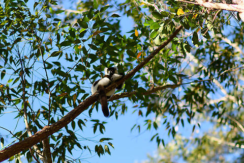 Black-and-white ruffed lemur, Andasibe, Madagascar Captive. Found at Lemur Island and countless other zoos throughout the world. Very rare in the wild. A personal highlight from years earlier was to find the Northern sub species:
https://www.jungledragon.com/image/33539/territorial_northern_black-and-white_ruffed_lemur_nosy_mangabe_-_front_view_madagascar.html
Notable behavior about this lemur is their dominant behavior, which for the most part is vocal only. Whether in the wild or mixed with other lemurs in captivity, they frequently go completely nuts. Trained guides can even kick start such a vocal rage. Africa,Andasibe,Black-and-white ruffed lemur,Geotagged,Lemur Island,Madagascar,Madagascar 2019,Varecia variegata,Winter,World