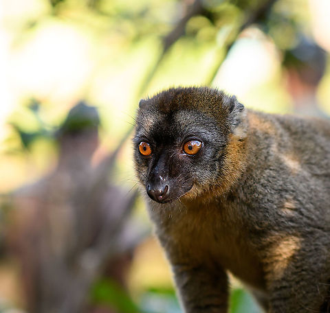 Common brown lemur, Lemur Island, Madagascar A juvenile, I think. Africa,Andasibe,Common brown lemur,Eulemur fulvus,Geotagged,Lemur Island,Madagascar,Madagascar 2019,Winter,World