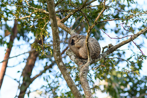 Male Common brown lemur, Lemur Island, Madagascar Male, resting. Africa,Andasibe,Common brown lemur,Eulemur fulvus,Geotagged,Lemur Island,Madagascar,Madagascar 2019,Winter,World