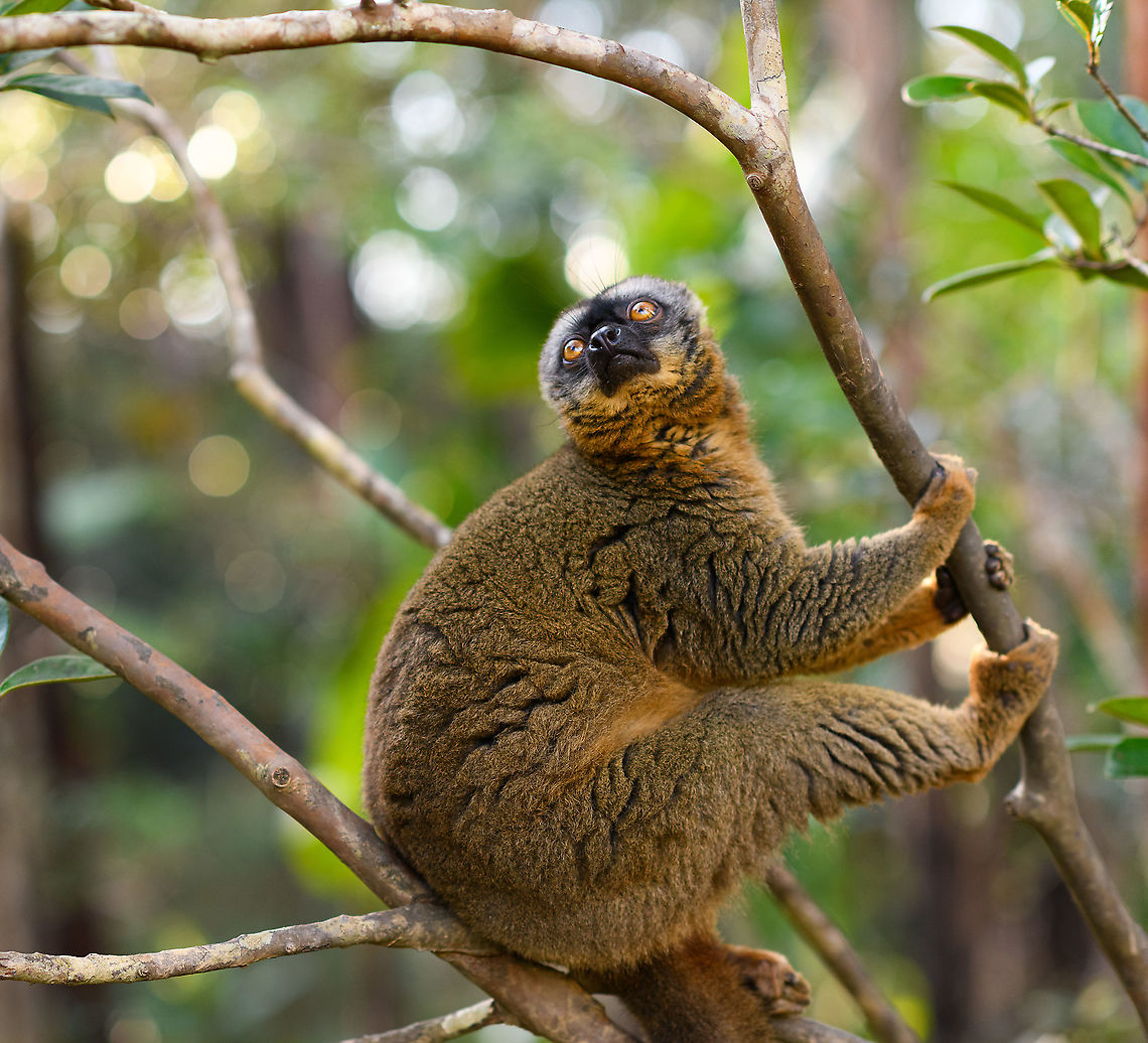 Female common brown lemur - peeking, Andasibe, Madagascar  Africa,Andasibe,Common brown lemur,Eulemur fulvus,Geotagged,Lemur Island,Madagascar,Madagascar 2019,Winter,World