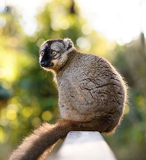 Common brown lemur, Lemur Island, Madagascar The bokehlicious shot. Africa,Andasibe,Common brown lemur,Eulemur fulvus,Geotagged,Lemur Island,Madagascar,Madagascar 2019,Winter,World