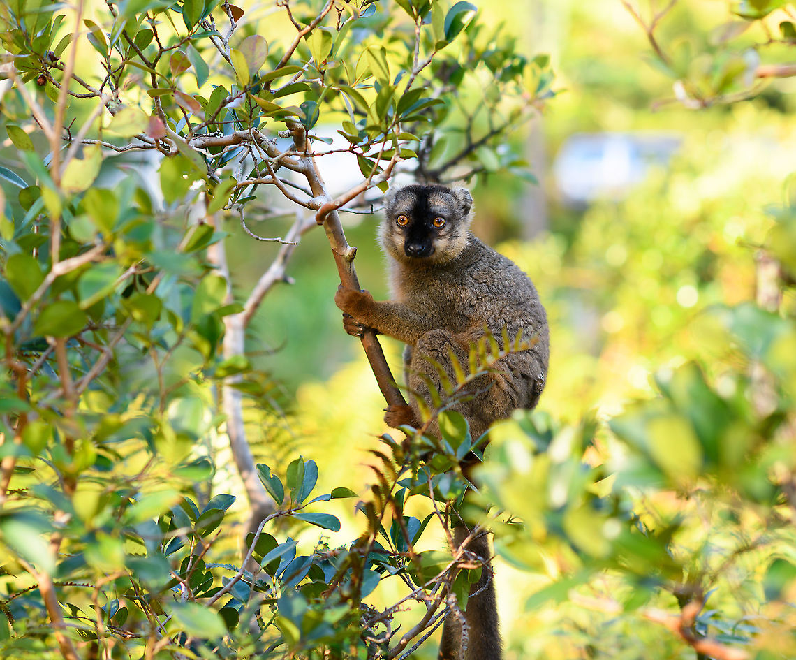 Common brown lemur - perched, Lemur Island, Madagascar  Africa,Andasibe,Common brown lemur,Eulemur fulvus,Geotagged,Lemur Island,Madagascar,Madagascar 2019,Winter,World
