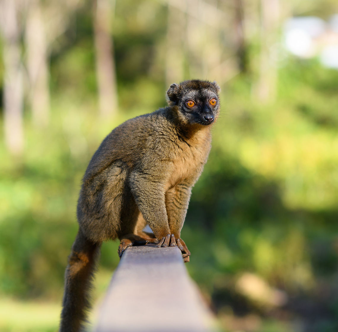 Female common brown lemur - posing, Andasibe, Madagascar  Africa,Andasibe,Common brown lemur,Eulemur fulvus,Geotagged,Lemur Island,Madagascar,Madagascar 2019,Winter,World