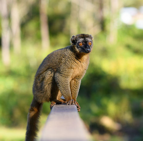 Female common brown lemur - posing, Andasibe, Madagascar  Africa,Andasibe,Common brown lemur,Eulemur fulvus,Geotagged,Lemur Island,Madagascar,Madagascar 2019,Winter,World