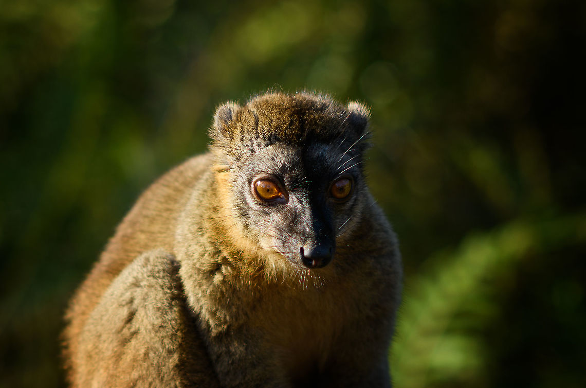 Female common brown lemur - posing 4, Andasibe, Madagascar  Africa,Andasibe,Common brown lemur,Eulemur fulvus,Geotagged,Lemur Island,Madagascar,Madagascar 2019,Winter,World