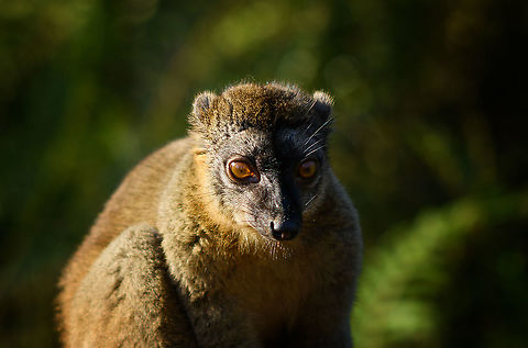 Female common brown lemur - posing 4, Andasibe, Madagascar  Africa,Andasibe,Common brown lemur,Eulemur fulvus,Geotagged,Lemur Island,Madagascar,Madagascar 2019,Winter,World