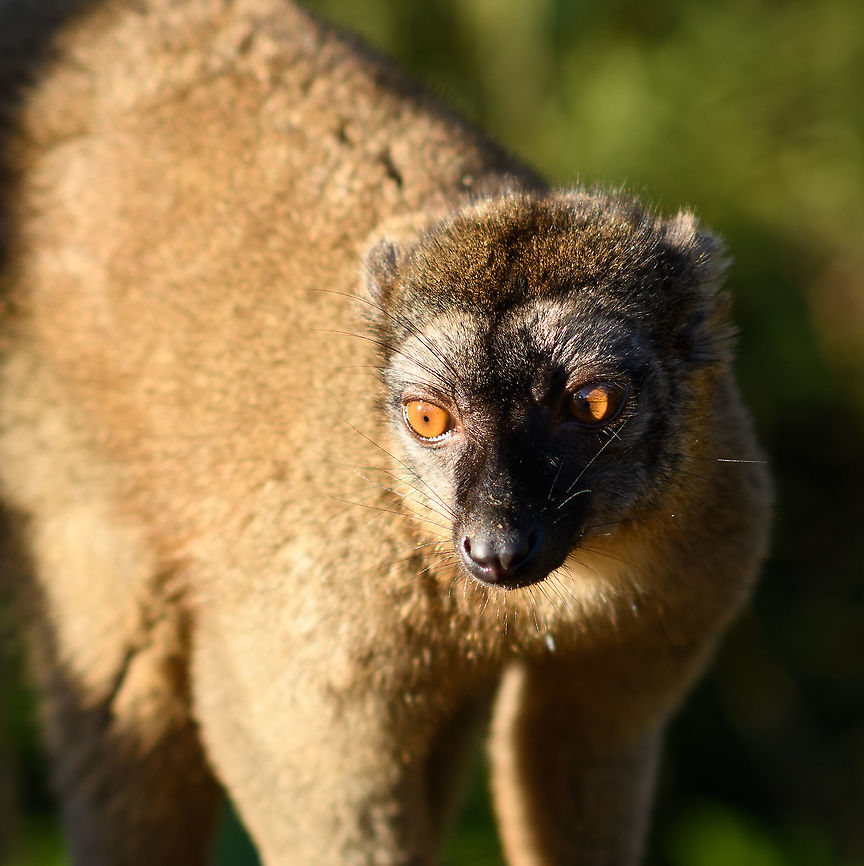 Female common brown lemur - posing 3, Andasibe, Madagascar  Africa,Andasibe,Common brown lemur,Eulemur fulvus,Geotagged,Lemur Island,Madagascar,Madagascar 2019,Winter,World