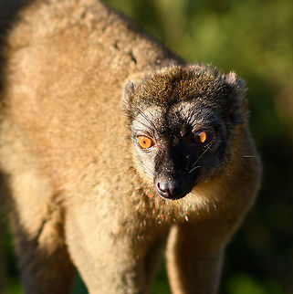 Female common brown lemur - posing 3, Andasibe, Madagascar  Africa,Andasibe,Common brown lemur,Eulemur fulvus,Geotagged,Lemur Island,Madagascar,Madagascar 2019,Winter,World