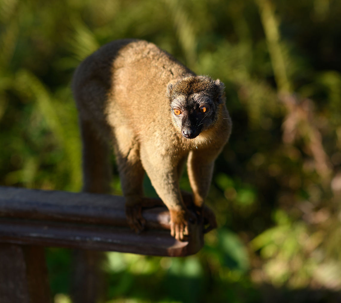 Female common brown lemur - posing 2, Andasibe, Madagascar This concludes our coverage of the Andasibe location. Full set:<br />
<a href="https://www.jungledragon.com/user/2/tag/4968" rel="nofollow">https://www.jungledragon.com/user/2/tag/4968</a> Africa,Andasibe,Common brown lemur,Eulemur fulvus,Geotagged,Lemur Island,Madagascar,Madagascar 2019,Winter,World