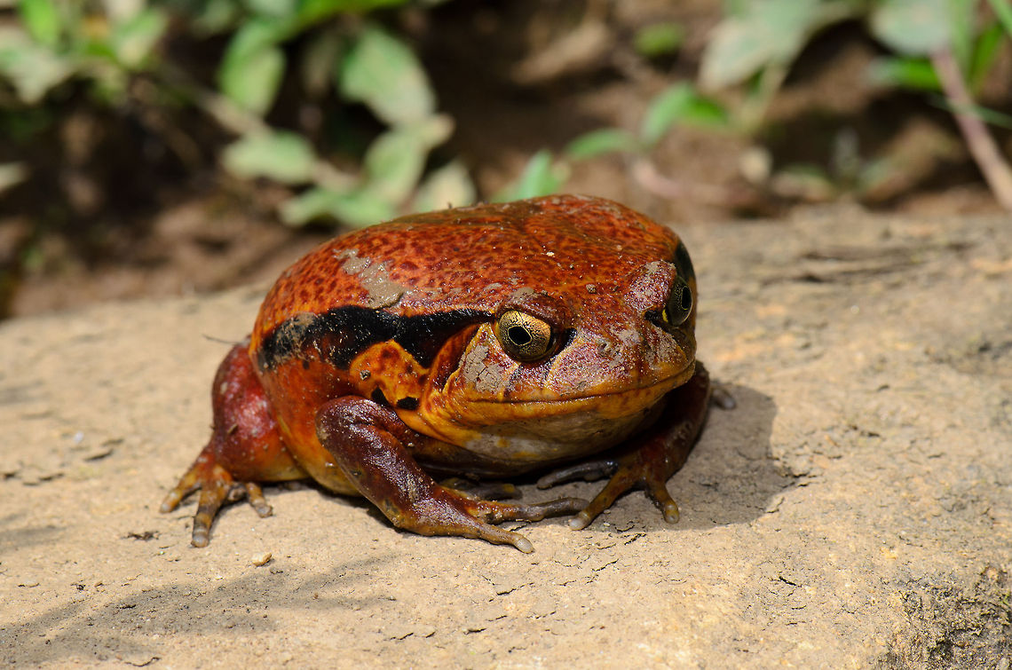 Tomato Frog in threatened state This is about as large and puffed a Tomato frog can be. It is annoyed because our guide pulled it from the bushes. There are four species of Tomato frog, of which three are endemic to Madagascar. This one concerns the Dyscophus antongili, probably a female, as they are the largest. Dyscophus antongilii,Madagascar,Pyreras Reserve,Tomato frog