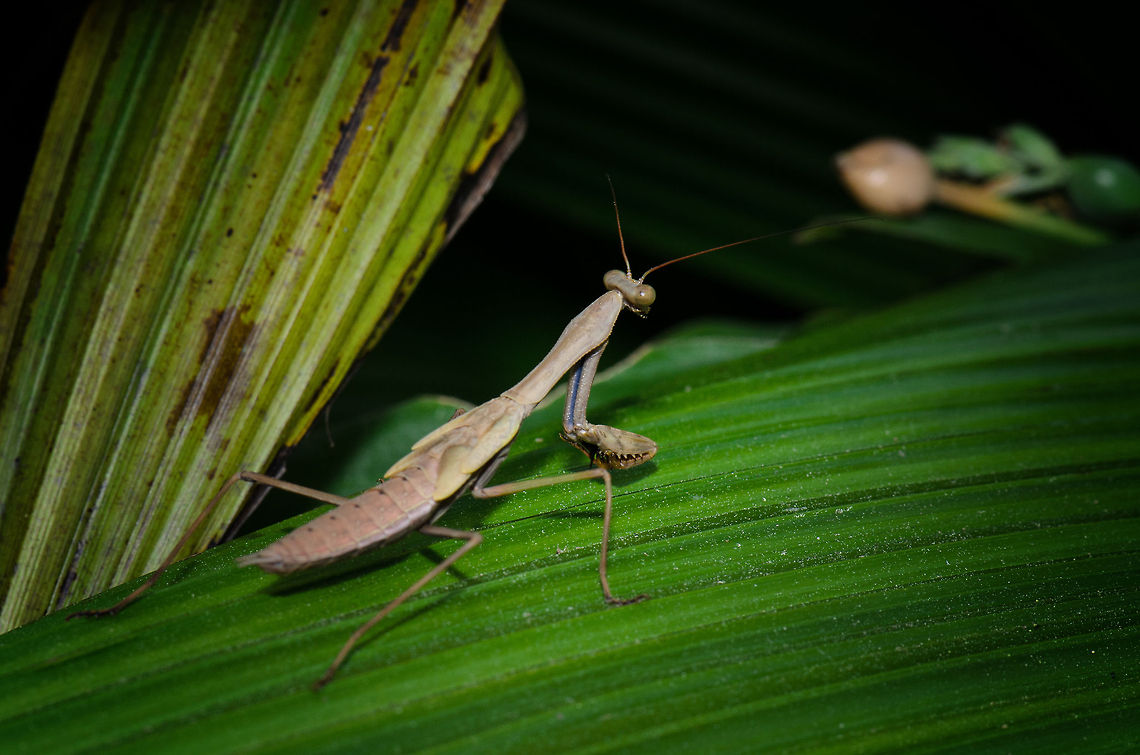 Madagascan Marbled Mantis (Polyspilota aeruginosa) I'm not 100% sure about the identification on this one, but it is the closest match I can find for now. I'm like 90% sure ;) Madagascar,P. aeruginosa,Polyspilota aeruginosa,Pyreras Reserve