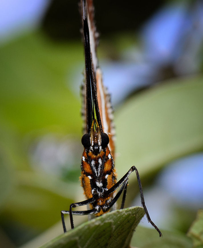 Madagascar diadem front view One of the few butterflies in Madagascar that would actually sit still for a few seconds :) Hypolimnas dexithea,Madagascar,Madagascar diadem,Pyreras Reserve
