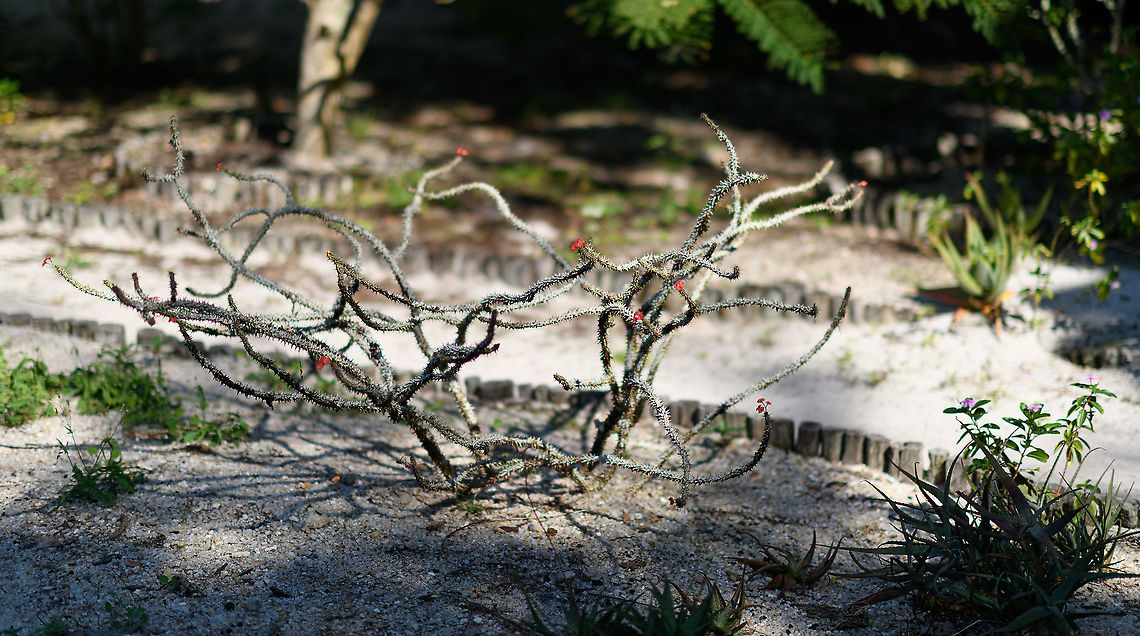 Crown of thorns, Palmarium, Madagascar Opening our next location of our Madagascar 2019 trip: Palmarium. A generic description of this location:<br />
<br />
&quot;The private reserve of Palmarium is also known as Ankanin&rsquo;ny Nofy which translates from Malagasy as &lsquo;nest of dreams&rsquo;. It is spread across 50 hectares of peninsula land in the Lake Ampitabe area on the East coast of Madagascar, nestled on the banks of the Pangalanes channel and the Indian Ocean. Separated from the latter by thin coastal sand dunes, the landscape otherwise comprises of littoral forest with relatively flat terrain and some well-kept trails for exploration. &quot;<br />
<br />
- source: <a href="https://www.naturalworldsafaris.com/africa/madagascar/palmarium-reserve" rel="nofollow">https://www.naturalworldsafaris.com/africa/madagascar/palmarium-reserve</a><br />
<br />
Palmarium is well known for its accessible lemurs. The lemurs roam free in a pretty large private reserve yet have grown used to people. It&#039;s a semi-wild experience at best, but still enjoyable. And, it has the unique feat of being able to see an Aye-aye, more on that later.<br />
<br />
This first photo is from the garden part of the hotel, where they grow some ornamental and medicinal plants. The species is commonly cultivated throughout the world, yet originally native to Madagascar. Africa,Crown of thorns,Euphorbia milii,Madagascar,Madagascar 2019,Palmarium reserve,World