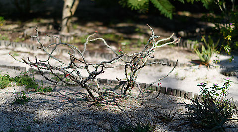 Crown of thorns, Palmarium, Madagascar Opening our next location of our Madagascar 2019 trip: Palmarium. A generic description of this location:

"The private reserve of Palmarium is also known as Ankanin’ny Nofy which translates from Malagasy as ‘nest of dreams’. It is spread across 50 hectares of peninsula land in the Lake Ampitabe area on the East coast of Madagascar, nestled on the banks of the Pangalanes channel and the Indian Ocean. Separated from the latter by thin coastal sand dunes, the landscape otherwise comprises of littoral forest with relatively flat terrain and some well-kept trails for exploration. "

- source: https://www.naturalworldsafaris.com/africa/madagascar/palmarium-reserve

Palmarium is well known for its accessible lemurs. The lemurs roam free in a pretty large private reserve yet have grown used to people. It's a semi-wild experience at best, but still enjoyable. And, it has the unique feat of being able to see an Aye-aye, more on that later.

This first photo is from the garden part of the hotel, where they grow some ornamental and medicinal plants. The species is commonly cultivated throughout the world, yet originally native to Madagascar. Africa,Crown of thorns,Euphorbia milii,Madagascar,Madagascar 2019,Palmarium reserve,World