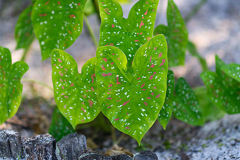 Heart of Jesus, Palmarium, Madagascar Closeup of the leafs of Caladium bicolor. Caladium originally is a South American genus containing 7 species. In particular the species Caladium bicolor has been naturalized and cultivated throughout the world. It comes in a 1000+ varieties. This one was found in the botanical garden of the Palmarium reserve. Africa,Caladium bicolor,Heart of Jesus,Madagascar,Madagascar 2019,Palmarium reserve,World