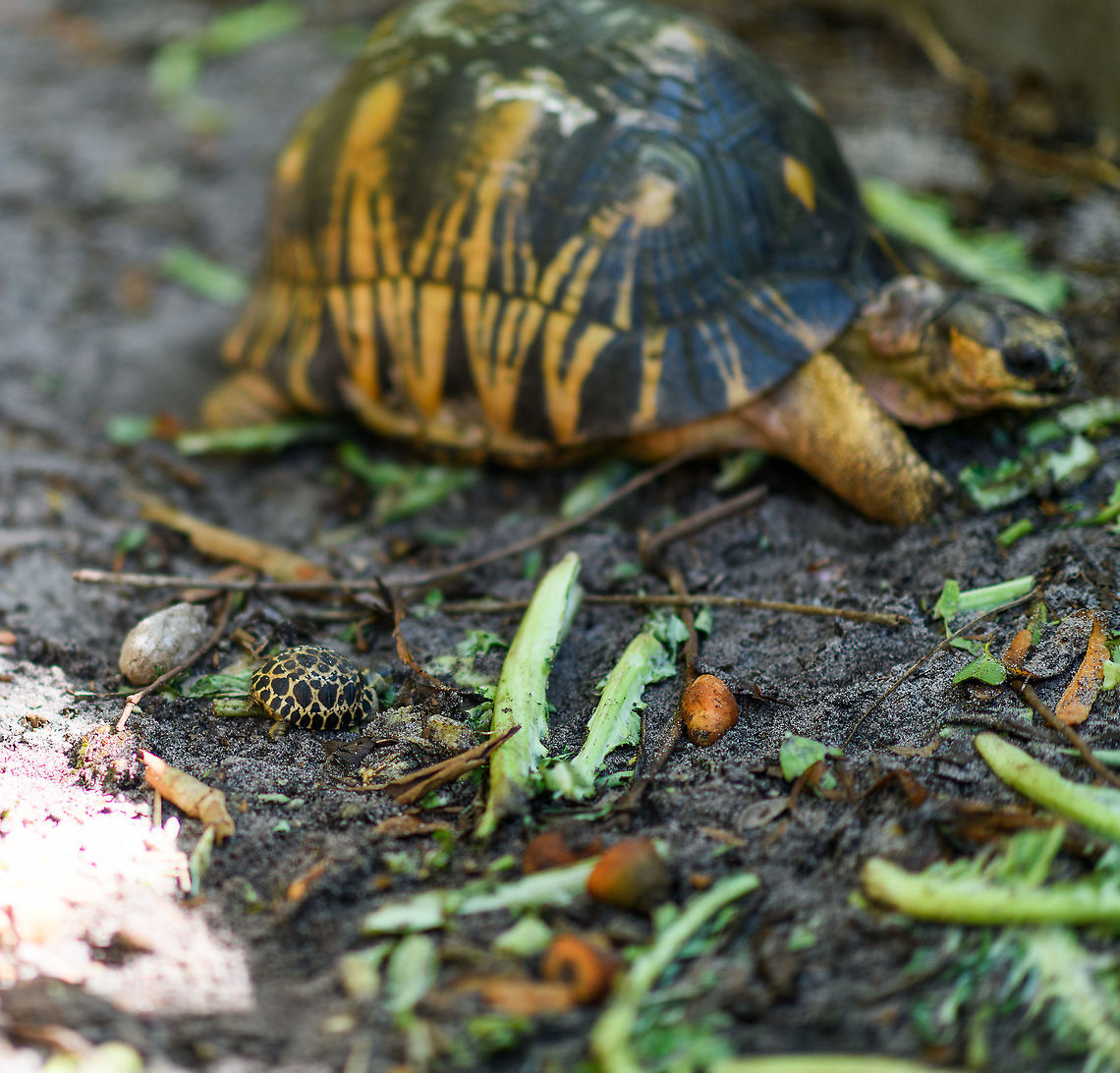 Radiated Tortoise - baby and adult, Palmarium, Madagascar <figure class="photo"><a href="https://www.jungledragon.com/image/87199/radiated_tortoise_-_family_palmarium_madagascar.html" title="Radiated Tortoise - family, Palmarium, Madagascar"><img src="https://s3.amazonaws.com/media.jungledragon.com/images/2/87199_thumb.jpg?AWSAccessKeyId=05GMT0V3GWVNE7GGM1R2&Expires=1769040010&Signature=eZp147WapOlxNcdCd3NzOzXsuVw%3D" width="200" height="134" alt="Radiated Tortoise - family, Palmarium, Madagascar https://www.jungledragon.com/image/87198/radiated_tortoise_-_baby_and_adult_palmarium_madagascar.html<br />
https://www.jungledragon.com/image/87200/radiated_tortoise_palmarium_madagascar.html<br />
When you travel through Madagascar, it seems almost any reserve, hotel or accomodation is keeping these beautiful tortoises as pets. Same here in Palmarium. <br />
<br />
Their conservation status in the wild is depressing though. Originally they only occur in the far south of Madagascar where they are massively poached and captured for the illegal pet trade. Without some private reserves there, they'd likely go extinct in the wild, or are already close to that. They're simply too easy of a prey in Madagascar's dire economic conditions. <br />
<br />
I hope you do appreciate the tiny baby tortoise, even if born in captivity. It was born in rage, this species is known for the very noisy mating ritual. We once were "fortunate" to see it with our own eyes:<br />
<br />
https://www.jungledragon.com/image/38125/radiated_tortoises_mating_madagascar.html Africa,Astrochelys radiata,Madagascar,Madagascar 2019,Palmarium reserve,Radiated tortoise,World" /></a></figure><br />
<figure class="photo"><a href="https://www.jungledragon.com/image/87200/radiated_tortoise_palmarium_madagascar.html" title="Radiated Tortoise, Palmarium, Madagascar"><img src="https://s3.amazonaws.com/media.jungledragon.com/images/2/87200_thumb.jpg?AWSAccessKeyId=05GMT0V3GWVNE7GGM1R2&Expires=1769040010&Signature=iDuWqQH39x3R8ruWT2Qj2EmTGsk%3D" width="200" height="158" alt="Radiated Tortoise, Palmarium, Madagascar https://www.jungledragon.com/image/87198/radiated_tortoise_-_baby_and_adult_palmarium_madagascar.html<br />
https://www.jungledragon.com/image/87199/radiated_tortoise_-_family_palmarium_madagascar.html<br />
When you travel through Madagascar, it seems almost any reserve, hotel or accomodation is keeping these beautiful tortoises as pets. Same here in Palmarium. <br />
<br />
Their conservation status in the wild is depressing though. Originally they only occur in the far south of Madagascar where they are massively poached and captured for the illegal pet trade. Without some private reserves there, they'd likely go extinct in the wild, or are already close to that. They're simply too easy of a prey in Madagascar's dire economic conditions. <br />
<br />
I hope you do appreciate the tiny baby tortoise, even if born in captivity. It was born in rage, this species is known for the very noisy mating ritual. We once were "fortunate" to see it with our own eyes:<br />
<br />
https://www.jungledragon.com/image/38125/radiated_tortoises_mating_madagascar.html Africa,Astrochelys radiata,Madagascar,Madagascar 2019,Palmarium reserve,Radiated tortoise,World" /></a></figure><br />
When you travel through Madagascar, it seems almost any reserve, hotel or accomodation is keeping these beautiful tortoises as pets. Same here in Palmarium. <br />
<br />
Their conservation status in the wild is depressing though. Originally they only occur in the far south of Madagascar where they are massively poached and captured for the illegal pet trade. Without some private reserves there, they'd likely go extinct in the wild, or are already close to that. They're simply too easy of a prey in Madagascar's dire economic conditions. <br />
<br />
I hope you do appreciate the tiny baby tortoise, even if born in captivity. It was born in rage, this species is known for the very noisy mating ritual. We once were "fortunate" to see it with our own eyes:<br />
<br />
<figure class="photo"><a href="https://www.jungledragon.com/image/38125/radiated_tortoises_mating_madagascar.html" title="Radiated tortoises mating, Madagascar"><img src="https://s3.amazonaws.com/media.jungledragon.com/images/2/38125_thumb.jpg?AWSAccessKeyId=05GMT0V3GWVNE7GGM1R2&Expires=1769040010&Signature=%2Bo8r0BeONsfqXT3MneZsTxTMcfs%3D" width="102" height="152" alt="Radiated tortoises mating, Madagascar Working on their critically endangered status. Africa,Amber Mountain,Astrochelys radiata,Geotagged,Madagascar,Madagascar North,Radiated tortoise,Spring,World" /></a></figure> Africa,Astrochelys radiata,Madagascar,Madagascar 2019,Palmarium reserve,Radiated tortoise,World