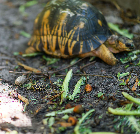Radiated Tortoise - baby and adult, Palmarium, Madagascar https://www.jungledragon.com/image/87199/radiated_tortoise_-_family_palmarium_madagascar.html
https://www.jungledragon.com/image/87200/radiated_tortoise_palmarium_madagascar.html
When you travel through Madagascar, it seems almost any reserve, hotel or accomodation is keeping these beautiful tortoises as pets. Same here in Palmarium. 

Their conservation status in the wild is depressing though. Originally they only occur in the far south of Madagascar where they are massively poached and captured for the illegal pet trade. Without some private reserves there, they'd likely go extinct in the wild, or are already close to that. They're simply too easy of a prey in Madagascar's dire economic conditions. 

I hope you do appreciate the tiny baby tortoise, even if born in captivity. It was born in rage, this species is known for the very noisy mating ritual. We once were "fortunate" to see it with our own eyes:

https://www.jungledragon.com/image/38125/radiated_tortoises_mating_madagascar.html Africa,Astrochelys radiata,Madagascar,Madagascar 2019,Palmarium reserve,Radiated tortoise,World