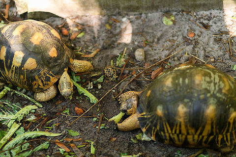 Radiated Tortoise - family, Palmarium, Madagascar https://www.jungledragon.com/image/87198/radiated_tortoise_-_baby_and_adult_palmarium_madagascar.html
https://www.jungledragon.com/image/87200/radiated_tortoise_palmarium_madagascar.html
When you travel through Madagascar, it seems almost any reserve, hotel or accomodation is keeping these beautiful tortoises as pets. Same here in Palmarium. 

Their conservation status in the wild is depressing though. Originally they only occur in the far south of Madagascar where they are massively poached and captured for the illegal pet trade. Without some private reserves there, they'd likely go extinct in the wild, or are already close to that. They're simply too easy of a prey in Madagascar's dire economic conditions. 

I hope you do appreciate the tiny baby tortoise, even if born in captivity. It was born in rage, this species is known for the very noisy mating ritual. We once were "fortunate" to see it with our own eyes:

https://www.jungledragon.com/image/38125/radiated_tortoises_mating_madagascar.html Africa,Astrochelys radiata,Madagascar,Madagascar 2019,Palmarium reserve,Radiated tortoise,World