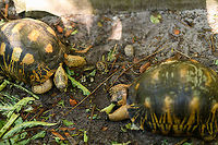 Radiated Tortoise - family, Palmarium, Madagascar https://www.jungledragon.com/image/87198/radiated_tortoise_-_baby_and_adult_palmarium_madagascar.html<br />
https://www.jungledragon.com/image/87200/radiated_tortoise_palmarium_madagascar.html<br />
When you travel through Madagascar, it seems almost any reserve, hotel or accomodation is keeping these beautiful tortoises as pets. Same here in Palmarium. <br />
<br />
Their conservation status in the wild is depressing though. Originally they only occur in the far south of Madagascar where they are massively poached and captured for the illegal pet trade. Without some private reserves there, they'd likely go extinct in the wild, or are already close to that. They're simply too easy of a prey in Madagascar's dire economic conditions. <br />
<br />
I hope you do appreciate the tiny baby tortoise, even if born in captivity. It was born in rage, this species is known for the very noisy mating ritual. We once were "fortunate" to see it with our own eyes:<br />
<br />
https://www.jungledragon.com/image/38125/radiated_tortoises_mating_madagascar.html Africa,Astrochelys radiata,Madagascar,Madagascar 2019,Palmarium reserve,Radiated tortoise,World
