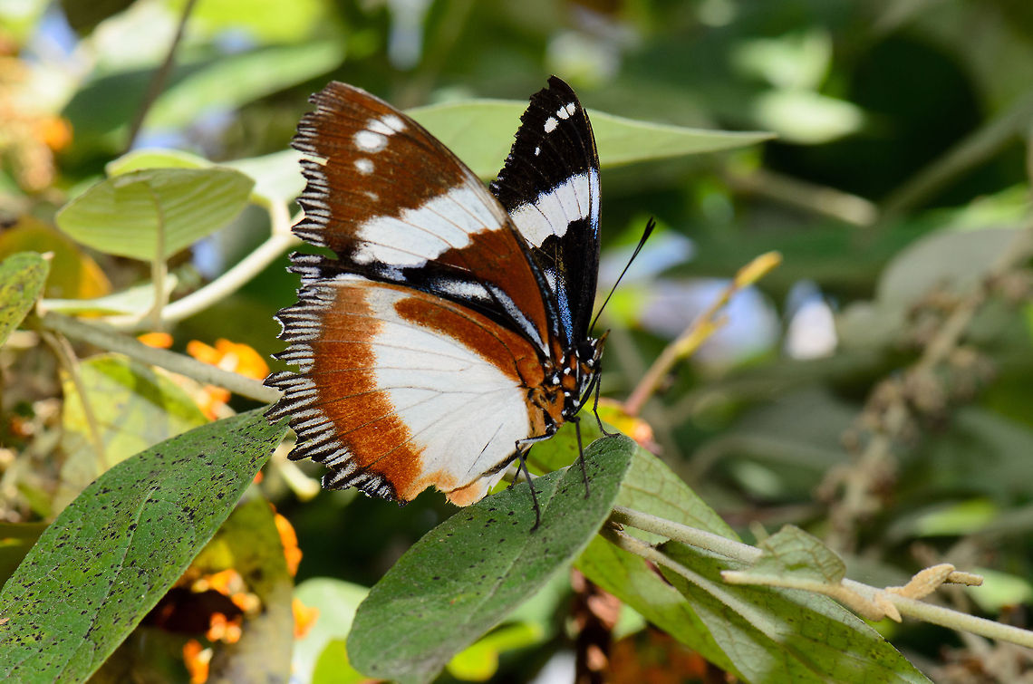 Madagascar diadem (Hypolimnas dexithea) A gorgeous butterfly than is endemic to Madagascar. Hypolimnas dexithea,Madagascar,Pyreras Reserve