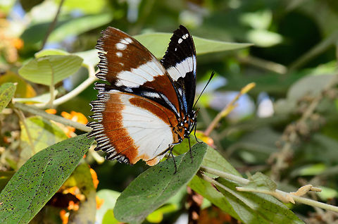 Madagascar diadem (Hypolimnas dexithea) A gorgeous butterfly than is endemic to Madagascar. Hypolimnas dexithea,Madagascar,Pyreras Reserve