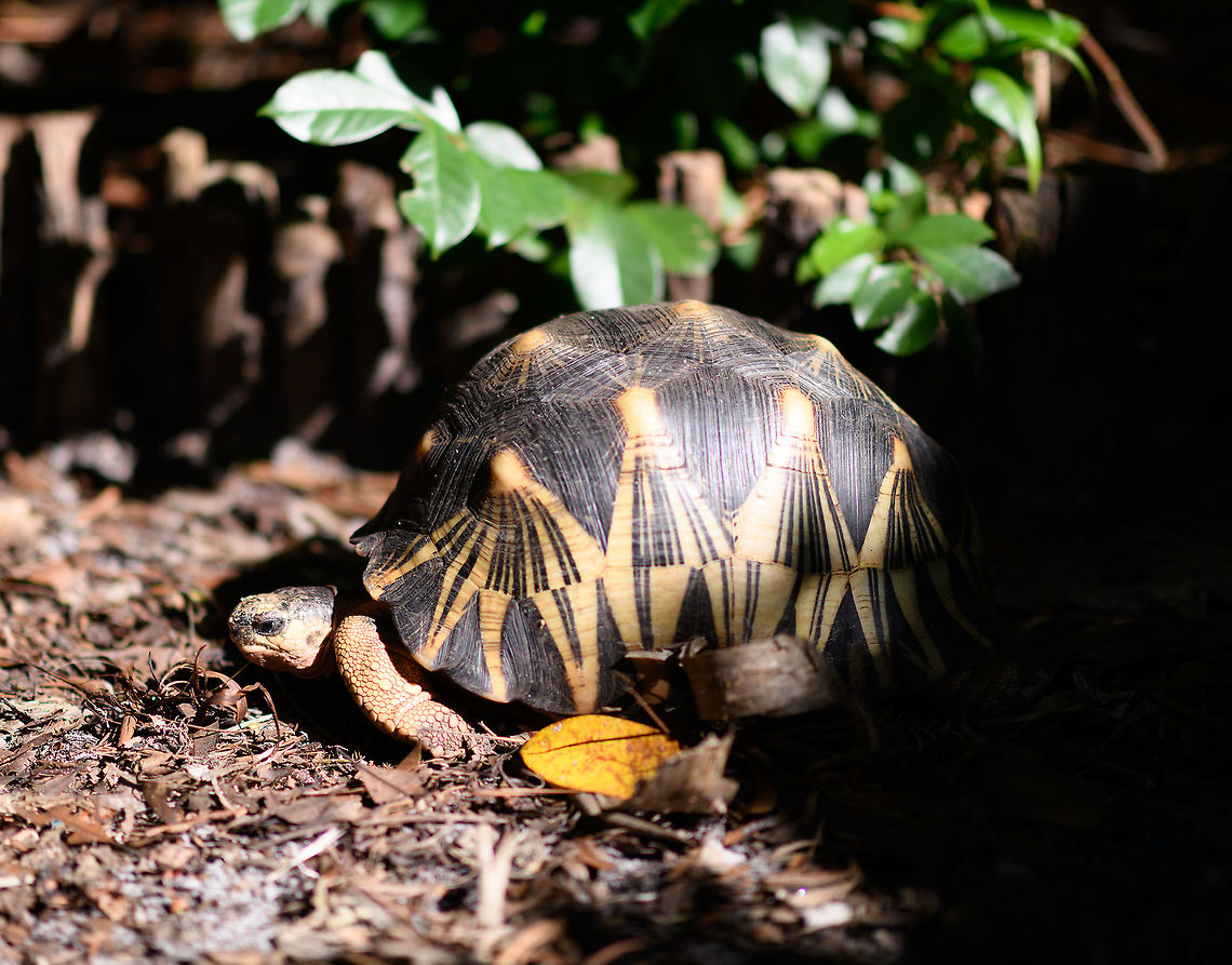 Radiated Tortoise, Palmarium, Madagascar <figure class="photo"><a href="https://www.jungledragon.com/image/87198/radiated_tortoise_-_baby_and_adult_palmarium_madagascar.html" title="Radiated Tortoise - baby and adult, Palmarium, Madagascar"><img src="https://s3.amazonaws.com/media.jungledragon.com/images/2/87198_thumb.jpg?AWSAccessKeyId=05GMT0V3GWVNE7GGM1R2&Expires=1769040010&Signature=AybfIX7751UWOArS%2F%2FUQZUKfKd8%3D" width="200" height="192" alt="Radiated Tortoise - baby and adult, Palmarium, Madagascar https://www.jungledragon.com/image/87199/radiated_tortoise_-_family_palmarium_madagascar.html<br />
https://www.jungledragon.com/image/87200/radiated_tortoise_palmarium_madagascar.html<br />
When you travel through Madagascar, it seems almost any reserve, hotel or accomodation is keeping these beautiful tortoises as pets. Same here in Palmarium. <br />
<br />
Their conservation status in the wild is depressing though. Originally they only occur in the far south of Madagascar where they are massively poached and captured for the illegal pet trade. Without some private reserves there, they'd likely go extinct in the wild, or are already close to that. They're simply too easy of a prey in Madagascar's dire economic conditions. <br />
<br />
I hope you do appreciate the tiny baby tortoise, even if born in captivity. It was born in rage, this species is known for the very noisy mating ritual. We once were "fortunate" to see it with our own eyes:<br />
<br />
https://www.jungledragon.com/image/38125/radiated_tortoises_mating_madagascar.html Africa,Astrochelys radiata,Madagascar,Madagascar 2019,Palmarium reserve,Radiated tortoise,World" /></a></figure><br />
<figure class="photo"><a href="https://www.jungledragon.com/image/87199/radiated_tortoise_-_family_palmarium_madagascar.html" title="Radiated Tortoise - family, Palmarium, Madagascar"><img src="https://s3.amazonaws.com/media.jungledragon.com/images/2/87199_thumb.jpg?AWSAccessKeyId=05GMT0V3GWVNE7GGM1R2&Expires=1769040010&Signature=eZp147WapOlxNcdCd3NzOzXsuVw%3D" width="200" height="134" alt="Radiated Tortoise - family, Palmarium, Madagascar https://www.jungledragon.com/image/87198/radiated_tortoise_-_baby_and_adult_palmarium_madagascar.html<br />
https://www.jungledragon.com/image/87200/radiated_tortoise_palmarium_madagascar.html<br />
When you travel through Madagascar, it seems almost any reserve, hotel or accomodation is keeping these beautiful tortoises as pets. Same here in Palmarium. <br />
<br />
Their conservation status in the wild is depressing though. Originally they only occur in the far south of Madagascar where they are massively poached and captured for the illegal pet trade. Without some private reserves there, they'd likely go extinct in the wild, or are already close to that. They're simply too easy of a prey in Madagascar's dire economic conditions. <br />
<br />
I hope you do appreciate the tiny baby tortoise, even if born in captivity. It was born in rage, this species is known for the very noisy mating ritual. We once were "fortunate" to see it with our own eyes:<br />
<br />
https://www.jungledragon.com/image/38125/radiated_tortoises_mating_madagascar.html Africa,Astrochelys radiata,Madagascar,Madagascar 2019,Palmarium reserve,Radiated tortoise,World" /></a></figure><br />
When you travel through Madagascar, it seems almost any reserve, hotel or accomodation is keeping these beautiful tortoises as pets. Same here in Palmarium. <br />
<br />
Their conservation status in the wild is depressing though. Originally they only occur in the far south of Madagascar where they are massively poached and captured for the illegal pet trade. Without some private reserves there, they'd likely go extinct in the wild, or are already close to that. They're simply too easy of a prey in Madagascar's dire economic conditions. <br />
<br />
I hope you do appreciate the tiny baby tortoise, even if born in captivity. It was born in rage, this species is known for the very noisy mating ritual. We once were "fortunate" to see it with our own eyes:<br />
<br />
<figure class="photo"><a href="https://www.jungledragon.com/image/38125/radiated_tortoises_mating_madagascar.html" title="Radiated tortoises mating, Madagascar"><img src="https://s3.amazonaws.com/media.jungledragon.com/images/2/38125_thumb.jpg?AWSAccessKeyId=05GMT0V3GWVNE7GGM1R2&Expires=1769040010&Signature=%2Bo8r0BeONsfqXT3MneZsTxTMcfs%3D" width="102" height="152" alt="Radiated tortoises mating, Madagascar Working on their critically endangered status. Africa,Amber Mountain,Astrochelys radiata,Geotagged,Madagascar,Madagascar North,Radiated tortoise,Spring,World" /></a></figure> Africa,Astrochelys radiata,Madagascar,Madagascar 2019,Palmarium reserve,Radiated tortoise,World