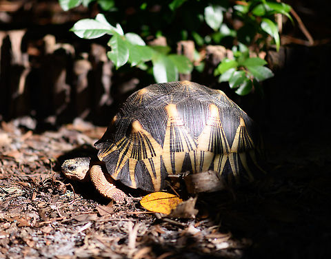 Radiated Tortoise, Palmarium, Madagascar https://www.jungledragon.com/image/87198/radiated_tortoise_-_baby_and_adult_palmarium_madagascar.html
https://www.jungledragon.com/image/87199/radiated_tortoise_-_family_palmarium_madagascar.html
When you travel through Madagascar, it seems almost any reserve, hotel or accomodation is keeping these beautiful tortoises as pets. Same here in Palmarium. 

Their conservation status in the wild is depressing though. Originally they only occur in the far south of Madagascar where they are massively poached and captured for the illegal pet trade. Without some private reserves there, they'd likely go extinct in the wild, or are already close to that. They're simply too easy of a prey in Madagascar's dire economic conditions. 

I hope you do appreciate the tiny baby tortoise, even if born in captivity. It was born in rage, this species is known for the very noisy mating ritual. We once were "fortunate" to see it with our own eyes:

https://www.jungledragon.com/image/38125/radiated_tortoises_mating_madagascar.html Africa,Astrochelys radiata,Madagascar,Madagascar 2019,Palmarium reserve,Radiated tortoise,World