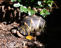 Radiated Tortoise, Palmarium, Madagascar https://www.jungledragon.com/image/87198/radiated_tortoise_-_baby_and_adult_palmarium_madagascar.html<br />
https://www.jungledragon.com/image/87199/radiated_tortoise_-_family_palmarium_madagascar.html<br />
When you travel through Madagascar, it seems almost any reserve, hotel or accomodation is keeping these beautiful tortoises as pets. Same here in Palmarium. <br />
<br />
Their conservation status in the wild is depressing though. Originally they only occur in the far south of Madagascar where they are massively poached and captured for the illegal pet trade. Without some private reserves there, they'd likely go extinct in the wild, or are already close to that. They're simply too easy of a prey in Madagascar's dire economic conditions. <br />
<br />
I hope you do appreciate the tiny baby tortoise, even if born in captivity. It was born in rage, this species is known for the very noisy mating ritual. We once were "fortunate" to see it with our own eyes:<br />
<br />
https://www.jungledragon.com/image/38125/radiated_tortoises_mating_madagascar.html Africa,Astrochelys radiata,Madagascar,Madagascar 2019,Palmarium reserve,Radiated tortoise,World