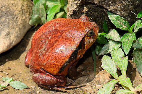 Tomate Frog back view A clear view on the back of a distressed Tomato Frog in Madagascar. When it is really frightened, it will release a toxic substance that covers the eyes and mouth of any predator trying to swallow it. Dyscophus antongilii,Madagascar,Pyreras Reserve,Tomato frog