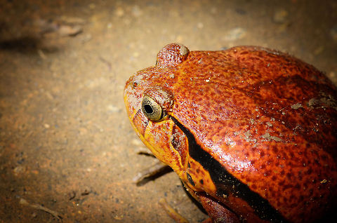 Tomato Frog side view  Dyscophus antongilii,Madagascar,Pyreras Reserve,Tomato frog