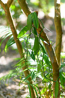 Vanilla plant, Palmarium reserve, Madagascar Here it is, Madagascar's green gold, or black gold once the process completes. Vanilla, as a spice, is the result of the very laboursome, complicated, risky and unnatural processing of a particular orchid species: Vanilla planifolia.

Vanilla plants are hand-pollinated by people. Once grown and harvested, they need a very lengthy treatment where for dozens of days, they are laid out in the sun to dry. The dry time needs to be a few hours only, so they can't be kept in the sun. At the end of the process, the outcome is a very dark to pure black stick fruit. Darker is one sign to tell quality.

Vanilla is always super expensive but at times is even more expensive, such as when crops fail. Also, powerful middleman traders may add to the price. As a result, high quality vanilla is currently so expensive that many manufacturers use replacement products. For example, when ordering vanilla ice cream, it's unlikely for it to contain actual vanilla. Vanilla is currently so valuable that large scale farmers need security guards at night to watch over their land. 

The above is a dramatically simplified version of cultivation, in reality it's much more complex, above all, a very unnatural and sensitive process. 
https://en.wikipedia.org/wiki/Vanilla#Cultivation

Vanilla is used in unfortunate ways in the English language, suggesting "plain". There's nothing plain about it, it's an explicit, strong and unique aroma and taste. But ah well. Africa,Flat-leaved vanilla,Madagascar,Madagascar 2019,Palmarium reserve,Vanilla planifolia,World