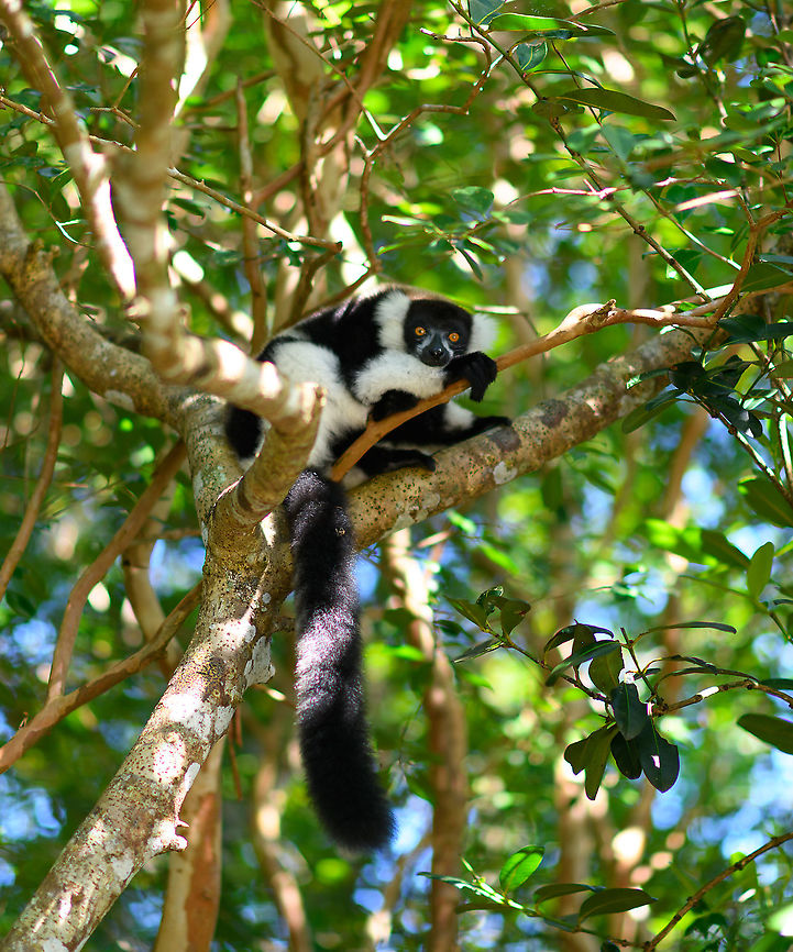 Black-and-white ruffed lemur, Palmarium, Madagascar One of 7 (if I remember correctly) species of lemur to be found in the Palmarium reserve.  Africa,Black-and-white ruffed lemur,Geotagged,Madagascar,Madagascar 2019,Palmarium reserve,Varecia variegata,Winter,World